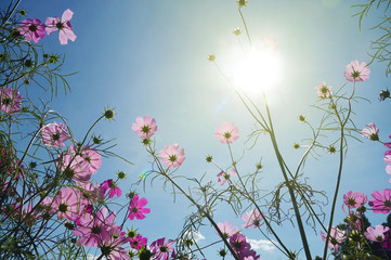 Obraz na płótnie Canvas booming Cosmos flower in garden with the sun, Pink cosmos flowers in garden.