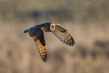 Short Eared Owl Flying