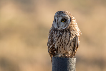 Short Eared Owl Perched
