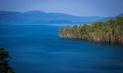 Water Mountain trees together on Blue love