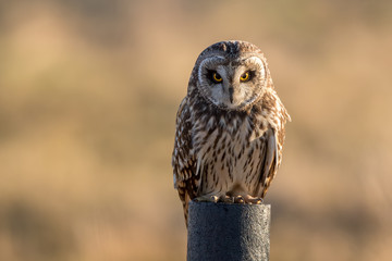 Short Eared Owl Perched