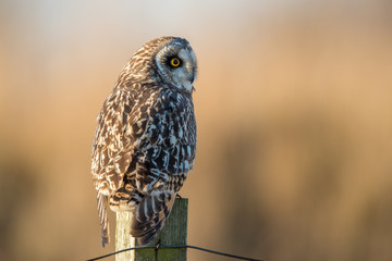 Short Eared Owl Perched