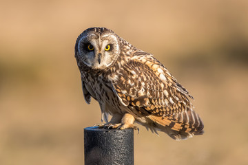 Short Eared Owl Perched