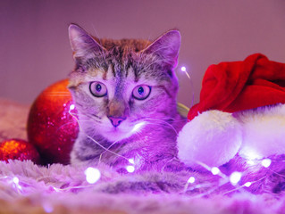 Christmas cute cat lying among led light garland.