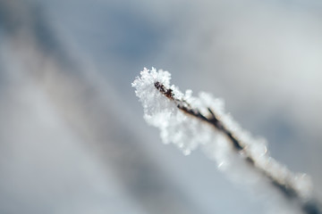 Obraz premium Winter landscape with frosty trees and bushes white snowy sunny winter day.