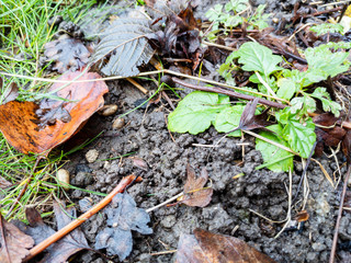 Full frame shot of dirt and leaves in the garden