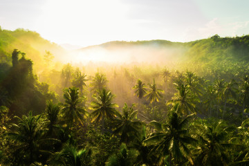 Aerial nature landscape tropical forest with palm tree and fog at sunrise