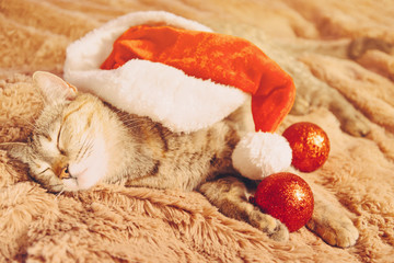 Obraz na płótnie Canvas Christmas cute cat in Santa hat sleeping on soft fur plaid.