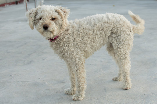 DOG FRIEND