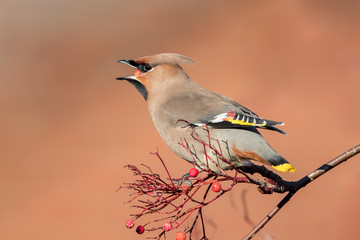 Waxwing Eating Berries