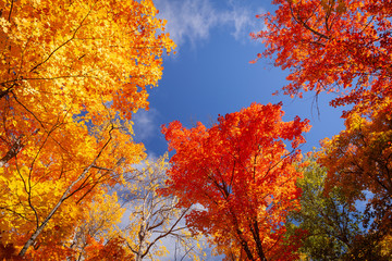 Looking up into colourful fall foliage and blue sky