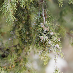 (Juniperus oxycedrus) Cade ou genévrier cade, un arbrisseau typique des garrigues et maquis méditerranéen aux branches pendantes et aux baies rondes verdâtre puis rouge brun