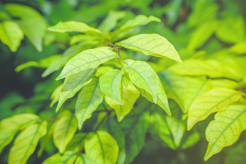 Fototapeta na wymiar Leaves in the rain season, Green leaf on light in the morning, leaf green