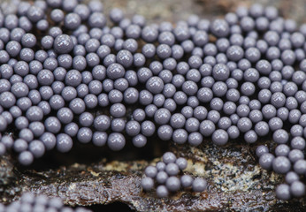 Cribraria argillacea Lead shot slime mold myxomycete even young gray and looks like lead balls growing on a pine trunk