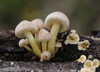 Hypholoma fasciluare the sulfur tuft or clustered woodlover toxic mushroom that grows cespitose on trunks and decaying wood young specimens