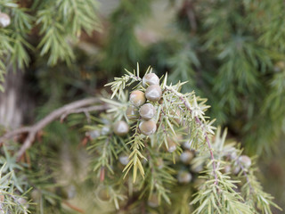 (Juniperus oxycedrus) Cade ou genévrier cade, un arbrisseau typique des garrigues et maquis méditerranéen aux branches pendantes et aux baies rondes verdâtre puis brun rouge
