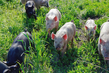 Morning light makes the piglets ears glow bright pink as they graze on their natural diet of grass .
