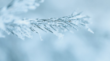 Close up macro Frozen blue spruce in white frost. White fir really fairytale winter. Christmas