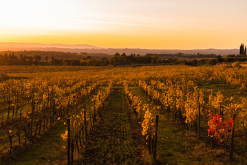 Vineyard at sunset light