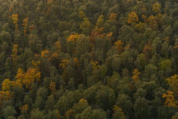 Forest last light