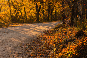 Dirt road in autumn