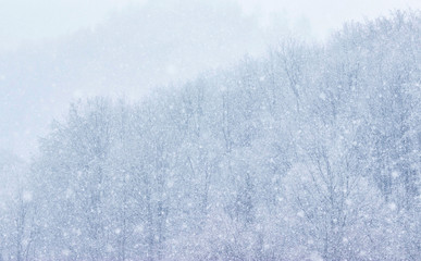 Nature Christmas background with snowy trees, snow, toned soft light
