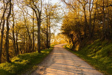 Dirt road in autumn