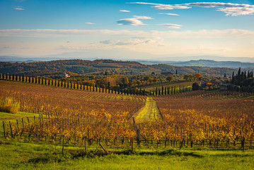 Chianti vineyard in autumn