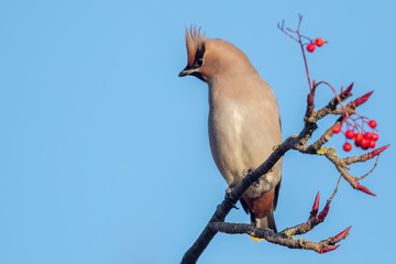 Waxwings Eating Red Berries