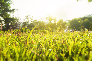 The morning sun shines on the green lawn in front of the house, Natural background, Blur background, green grass and sun, Green grass natural background texture.