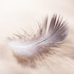the bird's feather lies on a beige surface with a light shade, macro
