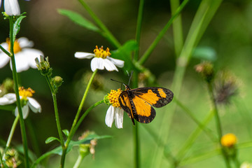 Acraea acerata (the falls acraea or small yellow-banded acraea) resting of a flower in Entebbe, Uganda