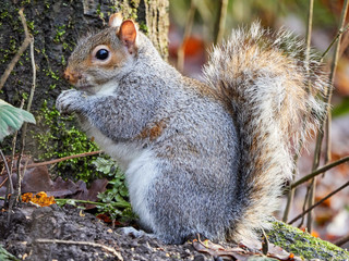 Grey Squirrel sat upright eating a nut in Daisy Nook park in Manchester, UK