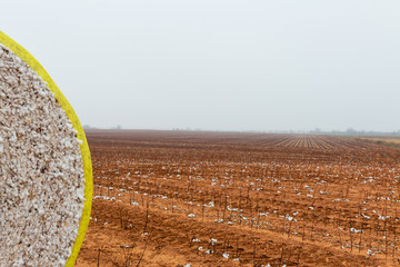Huge bales of cotton after the harvest and ready for market