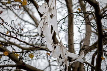 ragged plastic bag hanging in a maple tree