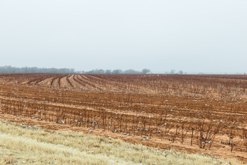 Huge bales of cotton after the harvest and ready for market