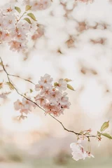 Foto auf Acrylglas  cherry blossom © Anita Austvika
