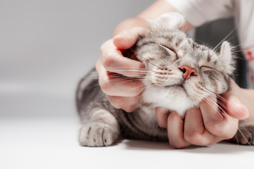 Happy cat lovely comfortable sleeping by the woman stroking hand grip at . love to pet concept . American curl cat Silver tabby color cute ginger kitten in the fluffy pet comfortably is happy. - obrazy, fototapety, plakaty