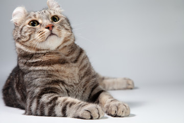 Fototapeta na wymiar American curl cat Silver tabby color Which ears, roll cute ginger kitten in the fluffy pet Poses comfortably is happy. Cat breed originated from American Curl cat and American Short Hair cat breeder.
