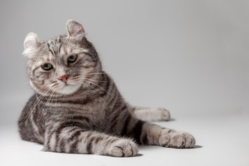 American curl cat Silver tabby color Which ears, roll cute ginger kitten in the fluffy pet Poses comfortably is happy. Cat breed originated from American Curl cat and American Short Hair cat breeder.