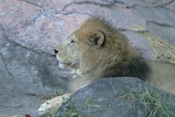 Naklejka premium ライオン