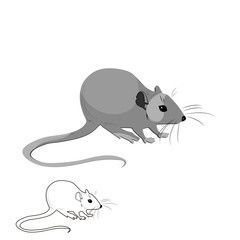 Rat mouse vector