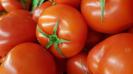 fresh tomatoes on the farm