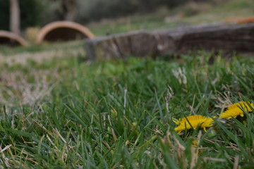 Peaceful and mellow nature