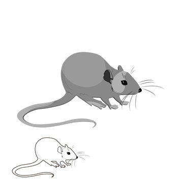 Rat mouse vector
