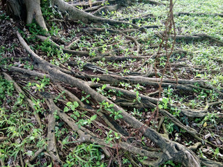 Rural fishing village with old hut and a fishing boat on the beach sand. Green mountain, light sky and sea behind. Slant home with satellite.Thailand