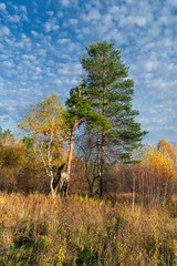 Autumn rural landscape. Yellowed grass in the meadow against the background of the forest and blue sky with beautiful clouds.