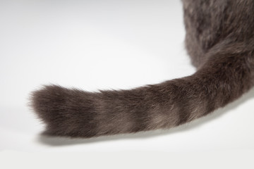 cat butt in tomcat not neutering on cat silver Tabby color .