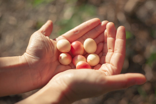 tropical citrus karanda fruit or , Bengal Currant, Karanda Carunda ,Christ's Thorn