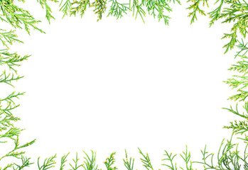 Frame of green thuja branches isolated on white background. Flat lounger, top view, copy space.